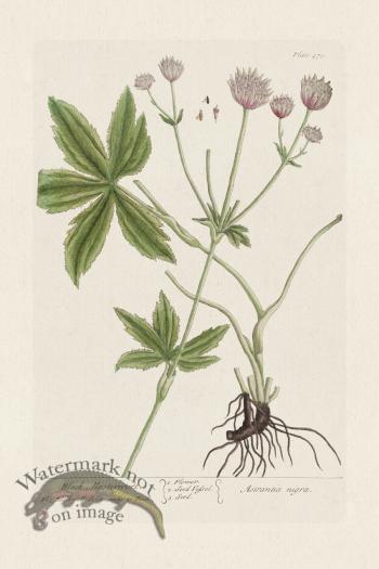 BEE 470 Black Masterwort